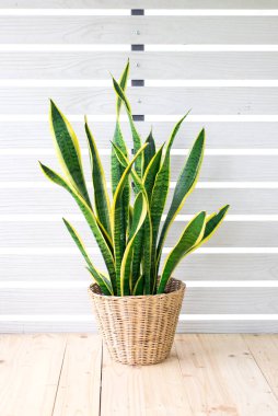 Yılan bitkisi, Dracaena trifasciata, Şeytan Dili (Sansevieria trifasciata) beyaz desenli duvar arka planında kil çömlekte, ahşap masa. Modern ev dekorasyonu için küçük yeşil ev bitkisi