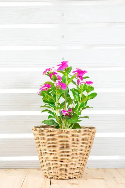 Pink flower bouquet pot on wood table, white wall background with copy space, still life. Women\'s day or festive flora home decor, basket pot home decoration. Periwinkle Madagascar (rosea vinca tree)