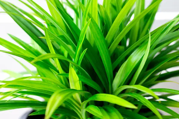 Beautiful fresh green Fragrant Pandan (Pandanus) growing in flower basket pot. Green plant for home decoration. Asian herbal plant, Pandanus pot on wooden table, white wall background, home interior