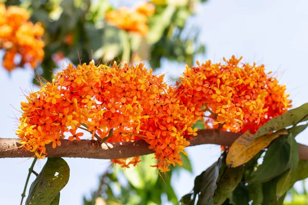 サラカ インディカ花やアショカ花です カラフルなオレンジとツリー上のサラカアソーカの花の黄色の花 Asoka Tree Ashokまたは単にAsocaとも呼ばれます インドの伝統における重要な木 ストックフォト