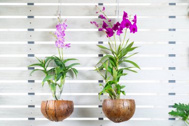 Mor ve pembe orkide çiçekleri beyaz arka planda hindistan cevizi kabuğu kabuğunda çiçek açar. Çiçek saksısı dizaynında güzel Phalaenopsis, bahçede saksı çiçeği. Tropikal ağaç için doğa vazosu