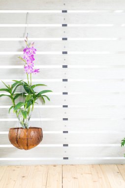 Mor ve pembe orkide çiçekleri beyaz arka planda hindistan cevizi kabuğu kabuğunda çiçek açar. Çiçek saksısı dizaynında güzel Phalaenopsis, bahçede saksı çiçeği. Tropikal ağaç için doğa vazosu