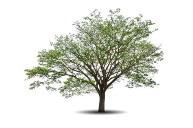 Beyaz arka planda izole edilmiş tek büyük ağaç. Reklam için tropik ahşap fabrikası, mimari tasarım, kırpma yolu. Yeşil yaprak ormanı ve yapraklar. Büyük gövde büyümesi İlkbahar ya da yaz aylarında