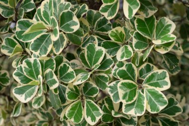 Ökseotu incirinin yeşil kalp yaprağını kapat, Ökseotu Lastik Bitki Ağacı doğal arka planda, yaz mevsiminde. Bahar ormanındaki güzel çalı çiçeği. Taze soyut desen yaprakları 