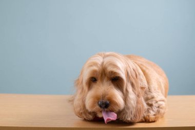 Cocker spaniel köpeği esniyor ve dili ahşap masaya yapıştırıyor, mavi arka planda izole edilmiş. Kahverengi tüylü küçük köpek yerde yatıyordu. Şirin evcil hayvan utangaç, altın kürklü Cockapoo afişi stüdyo resmi