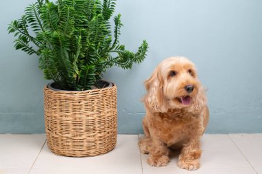 Cocker spaniel köpek gülüşü, mavi arka planda izole edilmiş taze yeşil saksısı olan beyaz zeminde oturuyor. Mutlu kahverengi tüylü küçük köpekçik. Şirin hayvan nefesi, altın kürklü Cockapoo stüdyo portresi