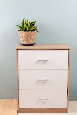 Çiçek saksısında yılan otu ya da Şeytan Dili (Sansevieria trifasciata), beyaz ofis depolama dolabında beyaz desenli duvar arkaplanı. Modern ev dekorasyonu için küçük yeşil ev bitkisi