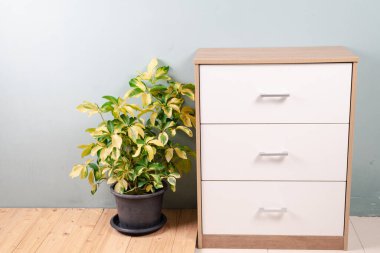 Ahtapot Ağacı, Şemsiye Ağacı (Schefflera Actinophylla). Siyah plastik kapta yeşil ev bitkisi. Modern iç dekorasyon için Schefflera fabrikası. Beyaz arkaplanda izole edilmiş güzel çeşitlendirilmiş ağaç
