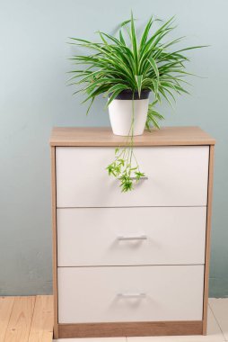 Beyaz çiçek saksısında, beyaz duvar dokusu arka planında izole edilmiş taze örümcek bitkisi (Chlorophytum bichetii). Ofis dolabında renkli çiçek saksısı, ev dekorasyonu. Ev tasarımı deseni 