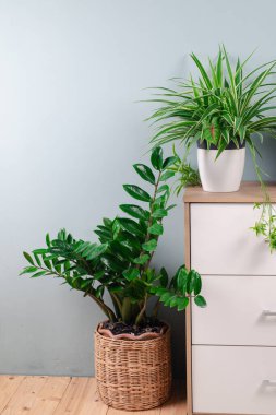 Taze Örümcek Bitkisi (Chlorophytum bichetii) ve Yılan bitkisi beyaz çiçek saksısında, beyaz duvar dokusu arka planında izole edilmiştir. Ofis dolabında saksı çiçeği, ev dekorasyonu. Ev tasarımı deseni 