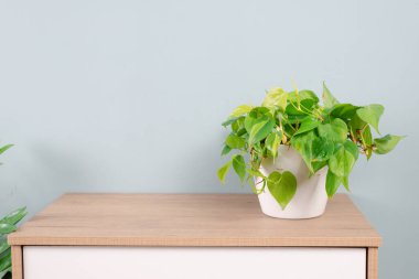 Philodendron Brezilya bitkisi, tropikal ağaç (Pothos tarayıcıları). Ahşap masa dolabındaki vazoda yeşil yapraklar. Beyaz arka planda izole edilmiş renkli saksı. Doğanın evi.