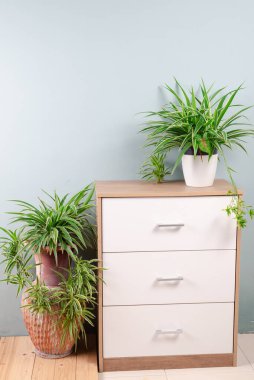 Taze Örümcek Bitkisi (Chlorophytum bichetii). Çiçek saksısında Evergreen ağacı, beyaz duvar dokusu arka planında izole edilmiş. Ofis dolabında saksı çiçeği, ev dekorasyonu. Ev tasarımı deseni 