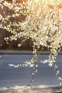 White flowering, white flowers.Cherry trees whith white blossoms blooming in the garden. 