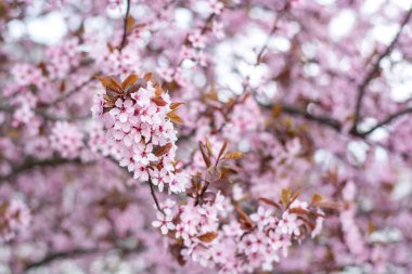 Arka plan bulanık çiçek açması bir elma ağacının dalları.