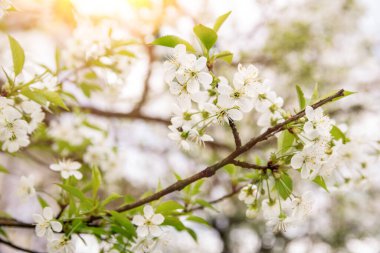 White flowering, white flowers.Cherry trees whith white blossoms blooming in the garden. 