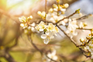 White flowering, white flowers.Cherry trees whith white blossoms blooming in the garden. 