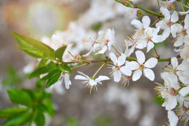 White flowering, white flowers.Cherry trees whith white blossoms blooming in the garden. 