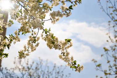 White flowering, white flowers.Cherry trees whith white blossoms blooming in the garden. 