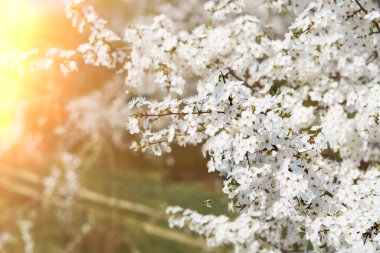 White flowering, white flowers.Cherry trees whith white blossoms blooming in the garden. 