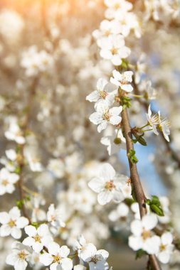 White flowering, white flowers.Cherry trees whith white blossoms blooming in the garden. 