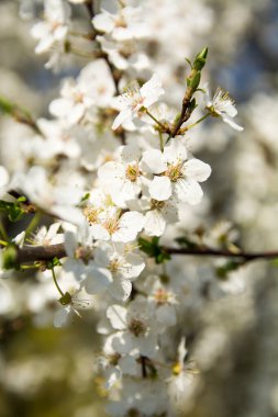 White flowering, white flowers.Cherry trees whith white blossoms blooming in the garden. 