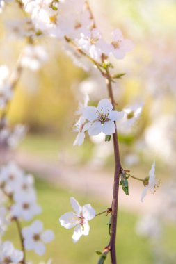 White flowering, white flowers.Cherry trees whith white blossoms blooming in the garden. 