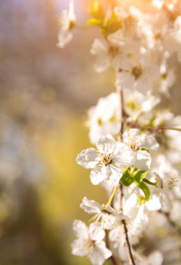 White flowering, white flowers.Cherry trees whith white blossoms blooming in the garden. 