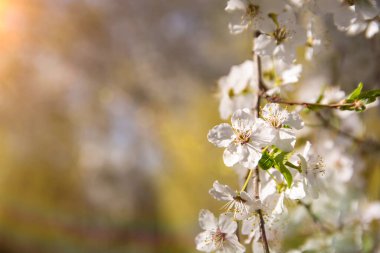 White flowering, white flowers.Cherry trees whith white blossoms blooming in the garden. 
