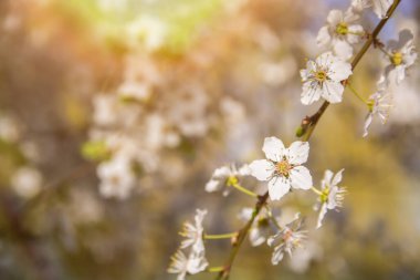 White flowering, white flowers.Cherry trees whith white blossoms blooming in the garden. 