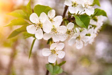 White flowering, white flowers.Cherry trees whith white blossoms blooming in the garden. 