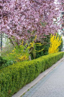 Arka plan bulanık çiçek açması bir elma ağacının dalları.