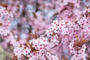 Arka plan bulanık çiçek açması bir elma ağacının dalları.