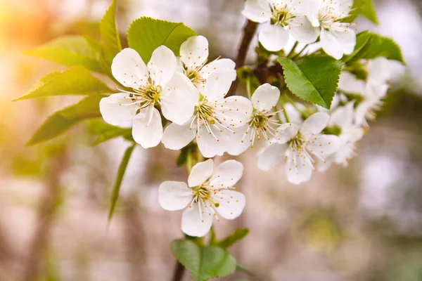 White flowering, white flowers.Cherry trees whith white blossoms blooming in the garden. 