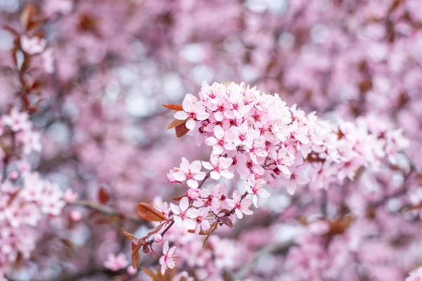 Arka plan bulanık çiçek açması bir elma ağacının dalları.