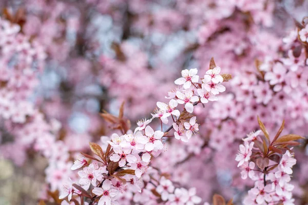 Arka plan bulanık çiçek açması bir elma ağacının dalları.