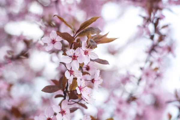 Arka plan bulanık çiçek açması bir elma ağacının dalları.
