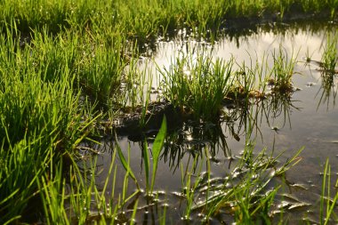 Green grass under a puddle water.Rainy summer or spring.Puddle of water in the grass.Seedlings reflected on the water surface just after climbing.