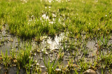 Green grass under a puddle water.Rainy summer or spring.Puddle of water in the grass.Seedlings reflected on the water surface just after climbing.