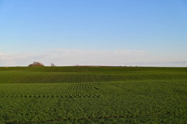 Berrak mavi gökyüzünün altında yemyeşil çimenler ve canlı bitkilerle çarpıcı bir yeşil alan, herhangi bir doğa temalı proje veya tasarım için mükemmel sakin ve pitoresk bir kırsal imaj yaratıyor..