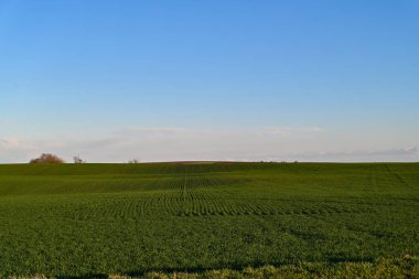 Berrak mavi gökyüzünün altında yemyeşil çimenler ve canlı bitkilerle çarpıcı bir yeşil alan, herhangi bir doğa temalı proje veya tasarım için mükemmel sakin ve pitoresk bir kırsal imaj yaratıyor..