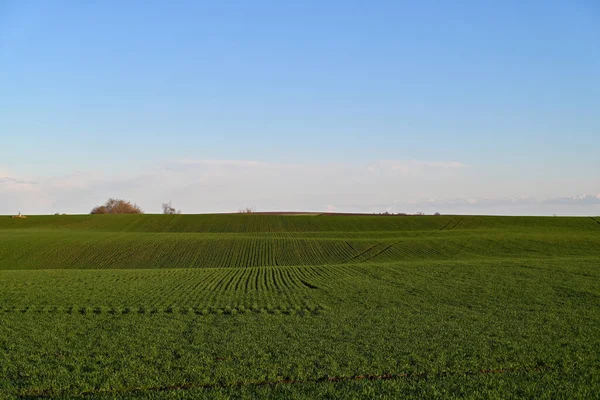 Oszałamiające Zielone Pole Bujną Trawą Żywymi Roślinami Pod Błękitnym Niebem — Zdjęcie stockowe