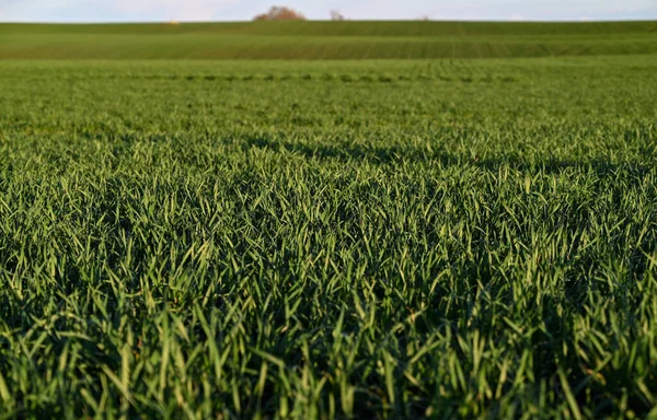 Ein Atemberaubendes Grünes Feld Mit Üppigem Gras Und Lebendigen Pflanzen — Stockfoto