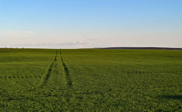 Ein Atemberaubendes Grünes Feld Mit Üppigem Gras Und Lebendigen Pflanzen — Stockfoto