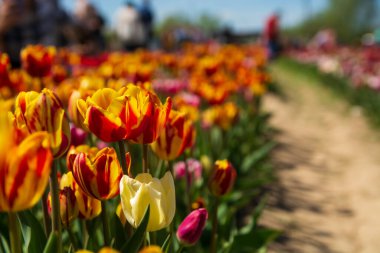 Tlipa gesnerina lalelerinin çarpıcı ve renkli bir alanı, her tasarım projesine canlı ve göz alıcı bir dokunuş eklemek için mükemmel..