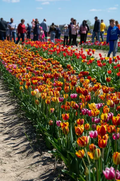 Een Pittoresk Uitgestrekt Veld Van Tulpen Gevuld Met Levendige Kleurrijke — Stockfoto