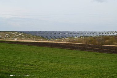 Tarım. Geniş bir yeşil buğday tarlası..