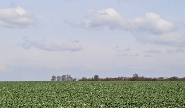 Ein Rapsfeld Landwirtschaft Ein Riesiges Grünes Feld — Stockfoto