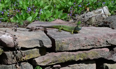 Yeşil kertenkele bir kayanın üzerinde oturur ve avını avlar..