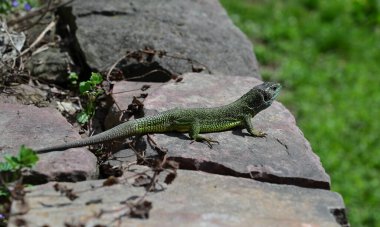 Yeşil kertenkele bir kayanın üzerinde oturur ve avını avlar..