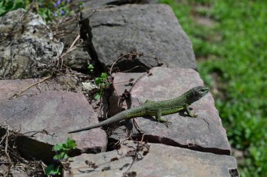 Yeşil kertenkele bir kayanın üzerinde oturur ve avını avlar..